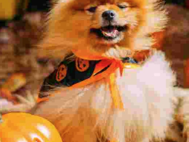 Halloween Fancy Dress Dog Show - Judging